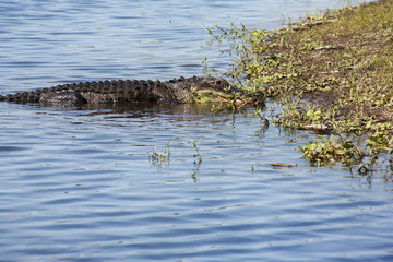  aligator  resting on the  river. Myakka River .