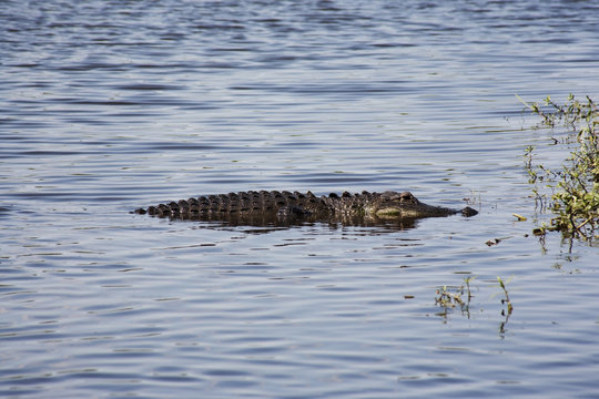  aligator  resting on the  river. Myakka River .
