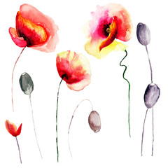 Obrazy na Szkle  Zestaw ilustracji stylizowanych kwiatów maku