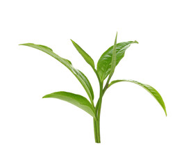 Green tea leaf isolated on white background