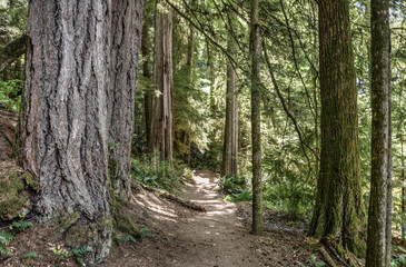 Trail through old-growth forest on Vancouver Island, British Columbia