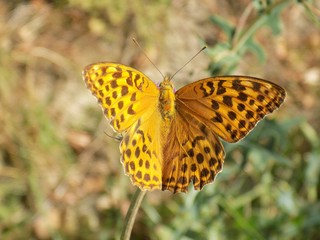 Butterfly on plant stem