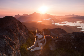 Midnightsun in Lofoten with a Siberian Husky