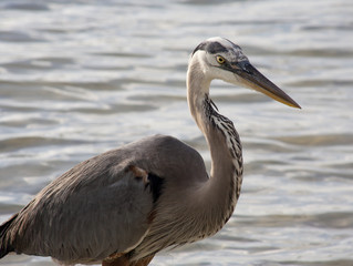 Great blue heron on a background of nature. Usa