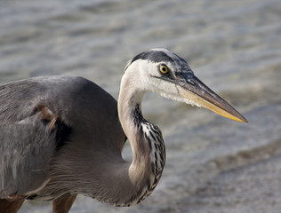 Great blue heron on a background of nature. Usa