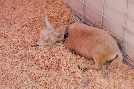 Sleeping Baby Goat At County Fair Petting Zoo.