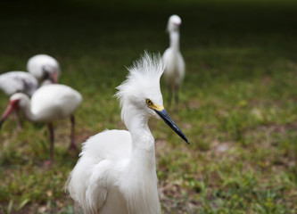 White egret on a background of green grass. White Crane