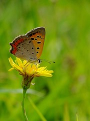 butterfly and dandelion #3