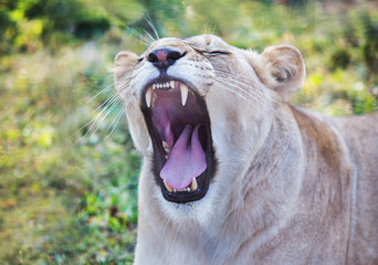 lioness with an open mouth