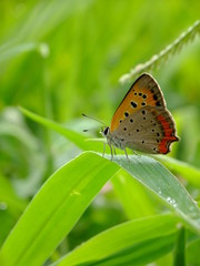 Fototapeta na wymiar dew drop butterfly on the grass #2