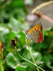 dew drop butterfly on the bud #2
