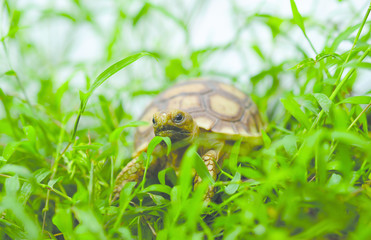 turtle