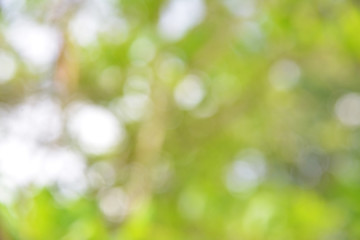 Obraz premium The abstract background of natural light bokeh