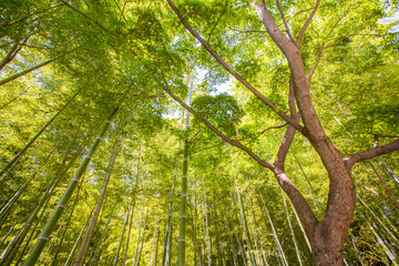 Beautiful bamboo forest at Arashiyama touristy district , kyoto