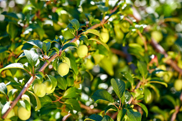 Cherry plum tree