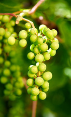 Grape vine