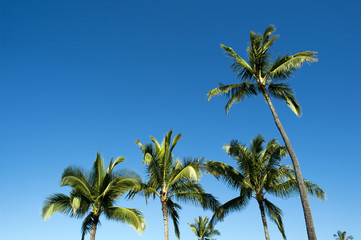Obraz na płótnie Canvas Trees and blue sky of palm, Ko Olina Resort, Oahu, Hawaii -1