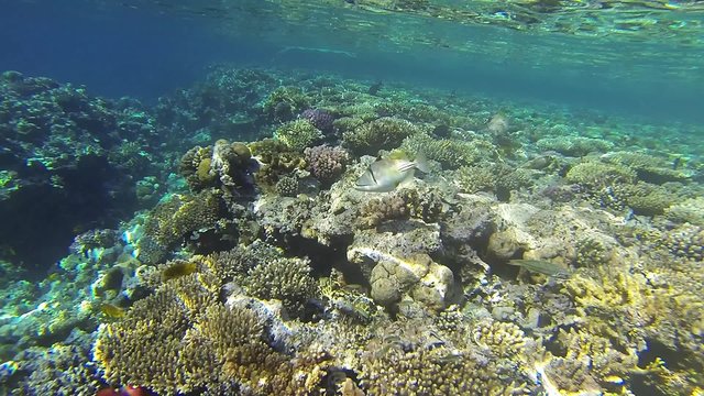 Pair of Picasso triggerfish, yellow Pomacentrus sulfureus, Thalassoma Klunzingeri or Klunzinger's Wrasse, polyps, brain corals, Acropora, Porites corals underwater life, Red Sea, Egypt 