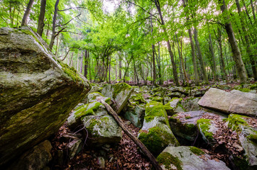 Wald