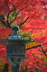 Japanese garden, 日本庭園　秋