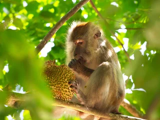 Acrylic prints Monkey Monkey eating durian