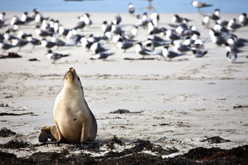 Obraz premium Sea lion resting on a beach