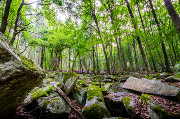 Wald