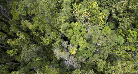 Canopy of Daintree Rainforest