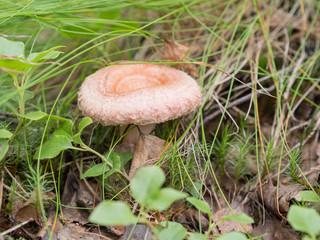 woolly milkcap closeup