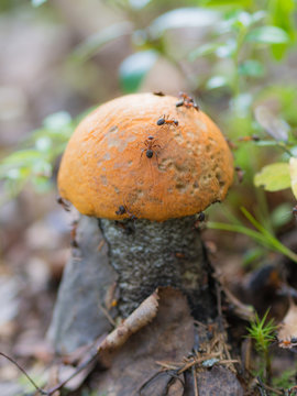 orange-cap boletus in an anthill