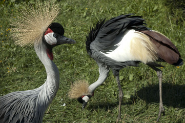 crowned crane