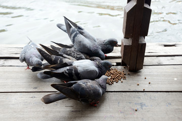 Group of pigeon eating.