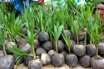 Obraz na płótnie Canvas Thai coconut with plants