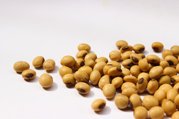 Soybean