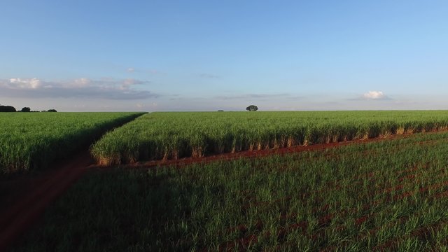 Aerial video of sugar cane planting in Brazil - canavial