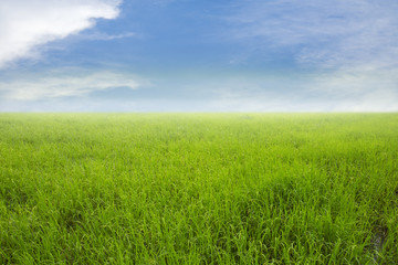 Fototapeta na wymiar Nature green rice field and sky background 