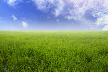Fototapeta na wymiar Nature green rice field and sky background 