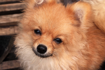 Obraz premium dog