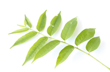 Plakat Green leaves on white background