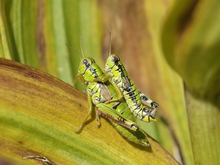 Grasshoppers mating