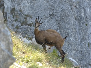 Chamois ( Rupicapra rupicapra)