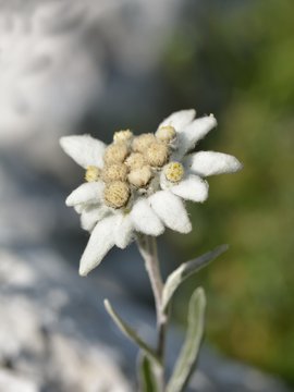 edelweiss in nature