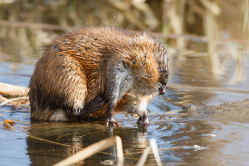 muskrat