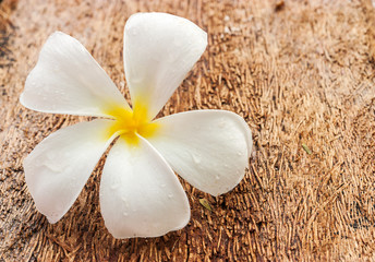 Plumeria, Flower white color on wooden background