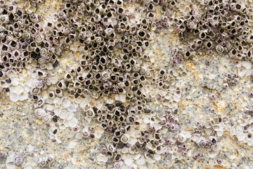 Stone surface texture