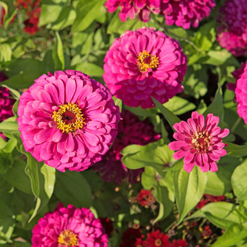 Zinnien