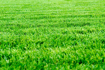 Fototapeta premium Fresh green spring grass close up