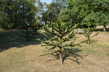 Araucaria araucana