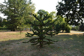 Araucaria araucana