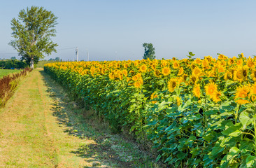 Fototapeta na wymiar country road along a cultivated field of blooming sunflowers